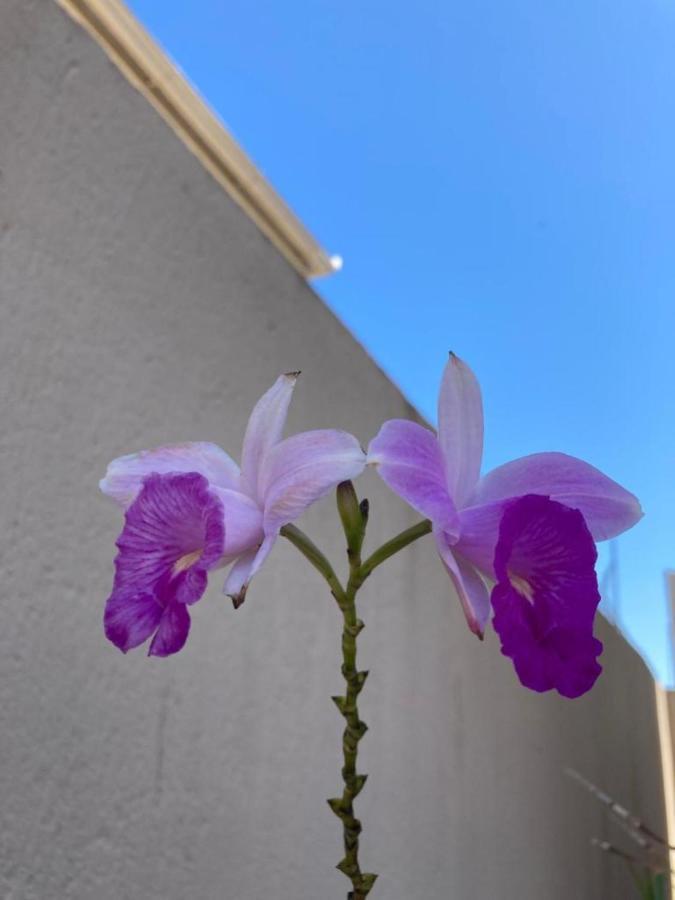 Apartamentos Na Praia Do Campeche De Um Quarto!!! フロリアノポリス エクステリア 写真